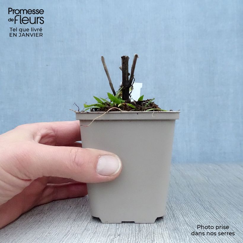 Exemplar von Sonnenbraut Dunkle Pracht - Helenium Kleine Töpfe von 8/9 cm wie im Winter geliefert