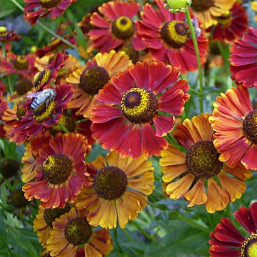 Sonnenbraut Dunkle Pracht - Helenium (Blüte)