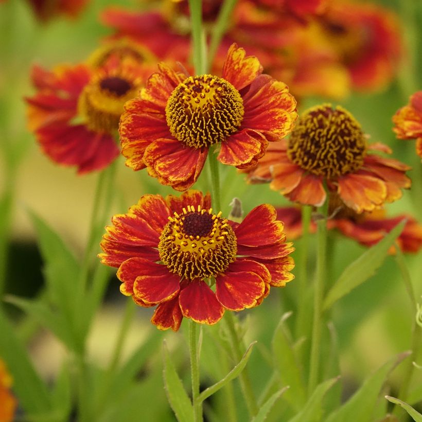 Sonnenbraut Flammendes Katchen - Helenium (Blüte)