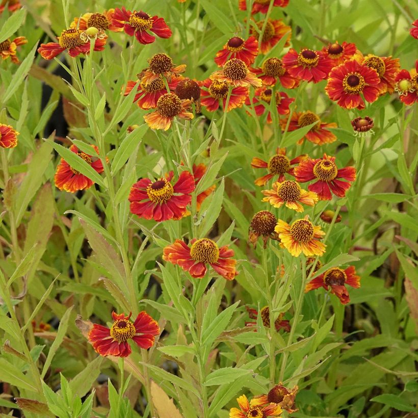 Sonnenbraut Flammendes Katchen - Helenium (Wuchs)