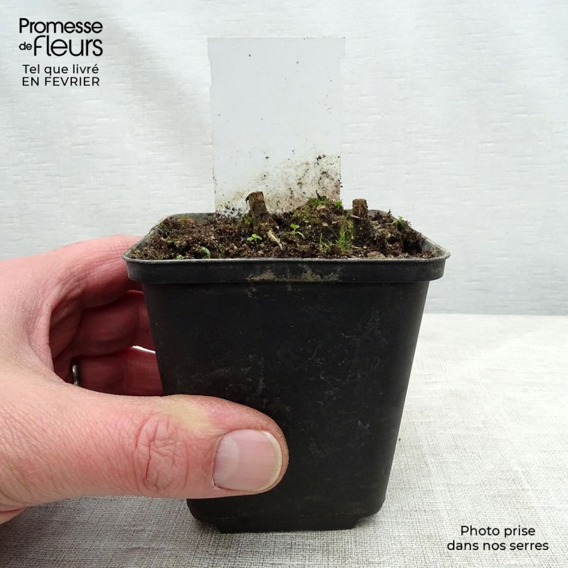 Exemplar von Sonnenbraut Flammenspiel - Helenium Kleine Töpfe von 8/9 cm wie im Winter geliefert