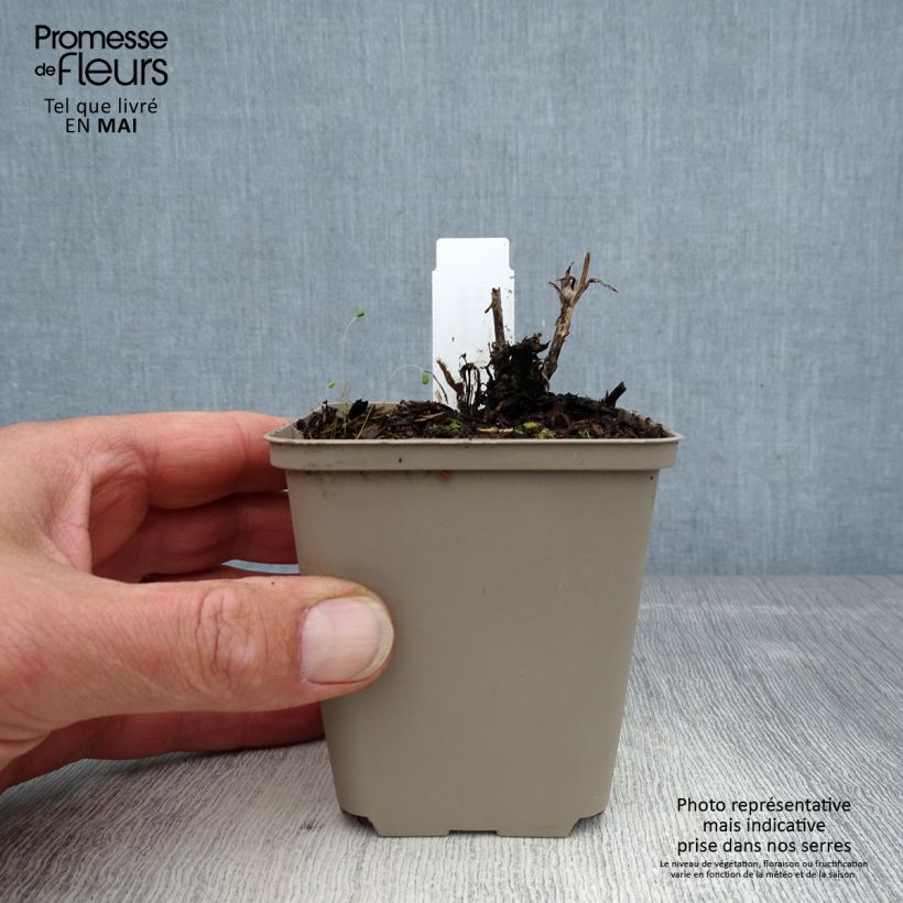 Exemplar von Sonnenbraut Flammenspiel - Helenium Kleine Töpfe von 8/9 cm wie im Frühjahr geliefert