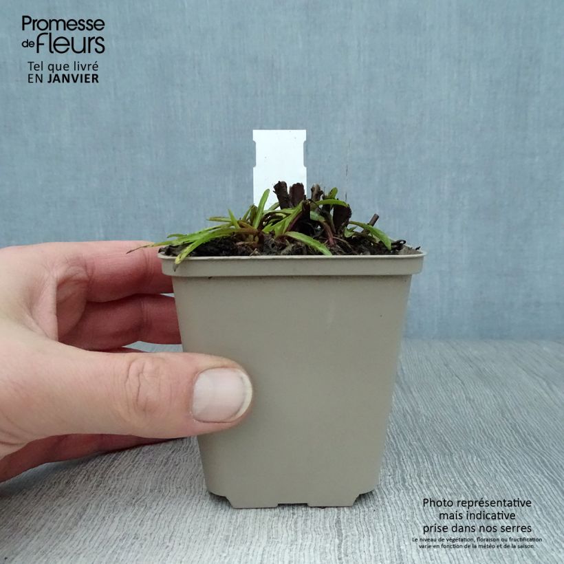 Exemplar von Sonnenbraut Fuego - Helenium automnale Kleine Töpfe von 8/9 cm wie im Winter geliefert