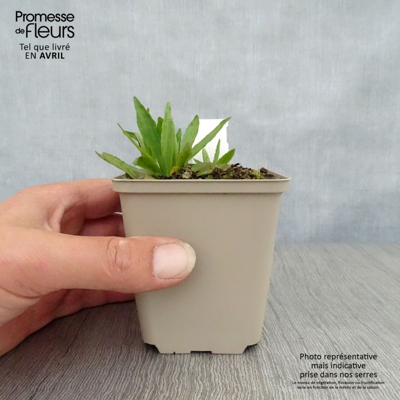 Exemplar von Sonnenbraut Fuego - Helenium automnale Kleine Töpfe von 8/9 cm wie im Frühjahr geliefert