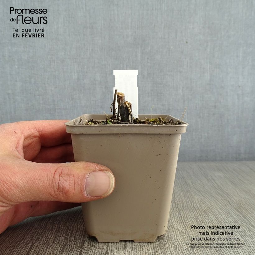 Exemplar von Sonnenbraut Loysder Wieck - Helenium Kleine Töpfe von 8/9 cm wie im Winter geliefert