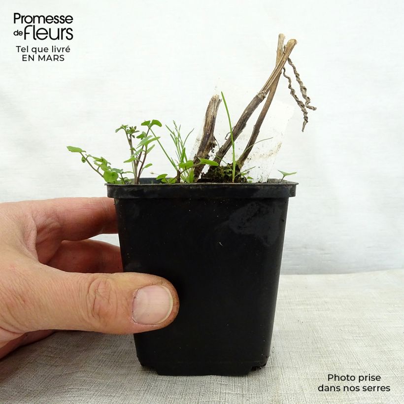 Exemplar von Sonnenbraut Mardi gras - Helenium Kleine Töpfe von 8/9 cm wie im Frühjahr geliefert