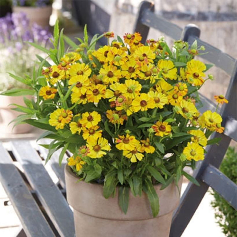 Sonnenbraut Okra Sundae - Helenium (Hafen)