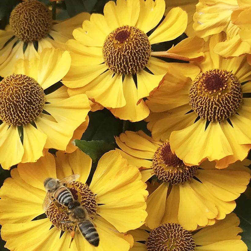 Sonnenbraut Okra Sundae - Helenium (Blüte)