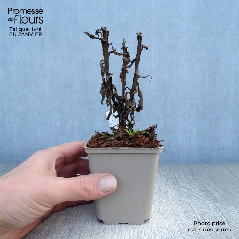 Exemplar von Sonnenbraut Poncho - Helenium Kleine Töpfe von 8/9 cm wie im Winter geliefert