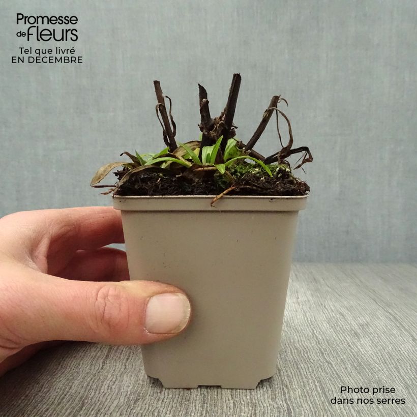 Exemplar von Sonnenbraut Mariachi Ranchera - Helenium automnale Kleine Töpfe von 8/9 cm wie im Winter geliefert