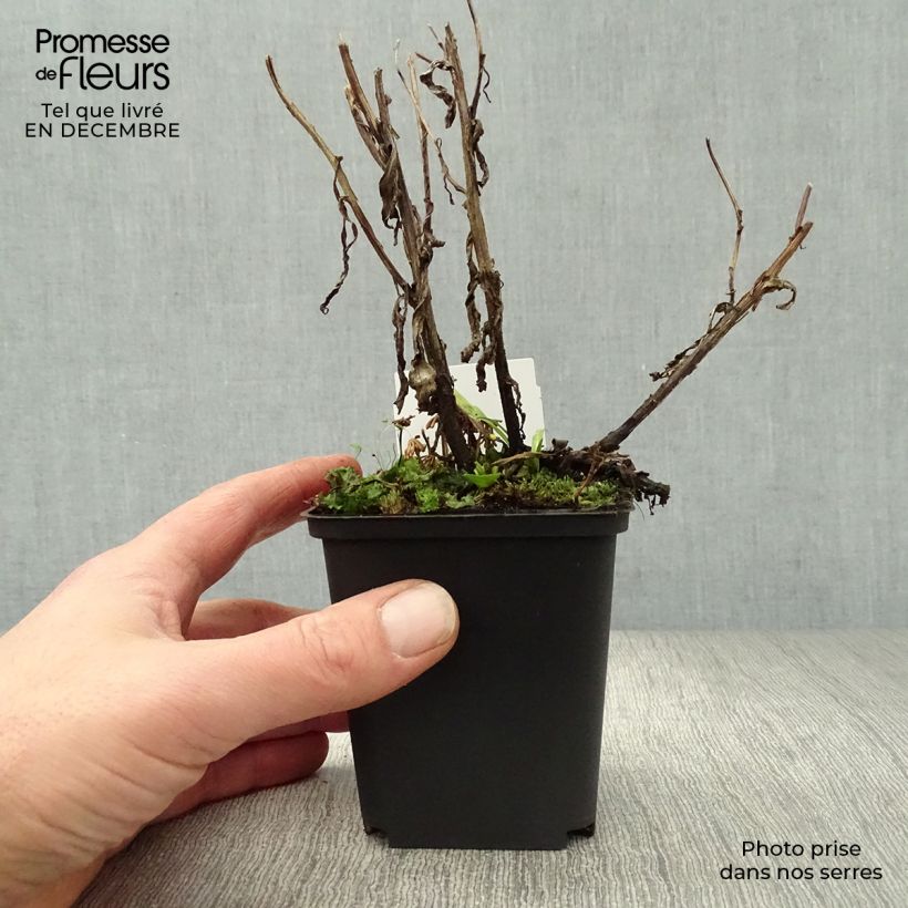 Exemplar von Sonnenbraut Rubinzwerg - Helenium Kleine Töpfe von 8/9 cm wie im Winter geliefert