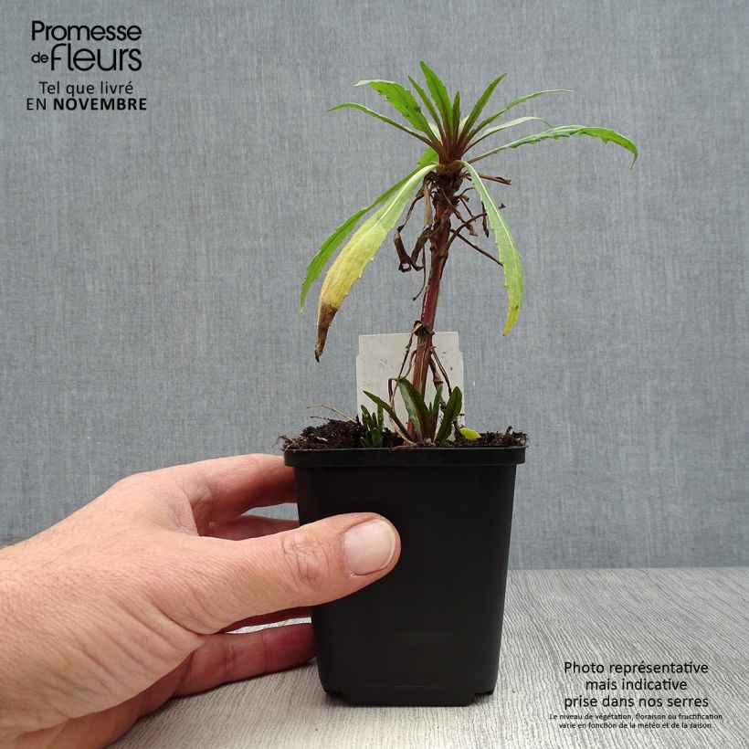 Exemplar von Sonnenbraut Rubinzwerg - Helenium Kleine Töpfe von 8/9 cm wie im Herbst geliefert