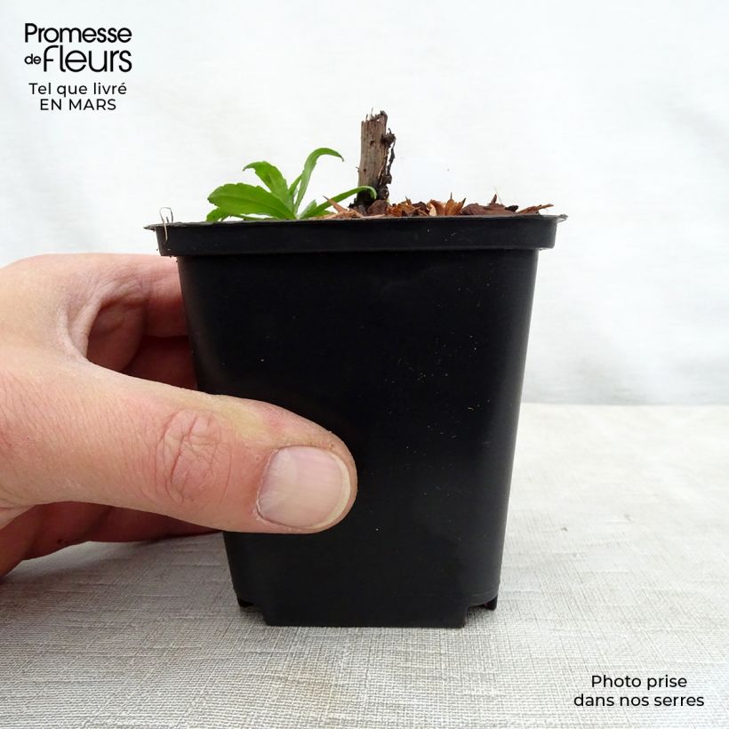 Exemplar von Sonnenbraut Ruby Tuesday - Helenium Kleine Töpfe von 8/9 cm wie im Frühjahr geliefert