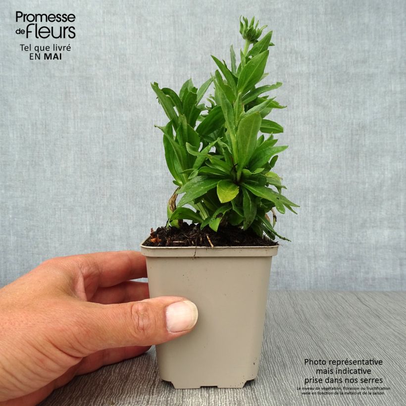 Exemplar von Sonnenbraut Short' n'Sassy - Helenium Kleine Töpfe von 8/9 cm wie im Frühjahr geliefert