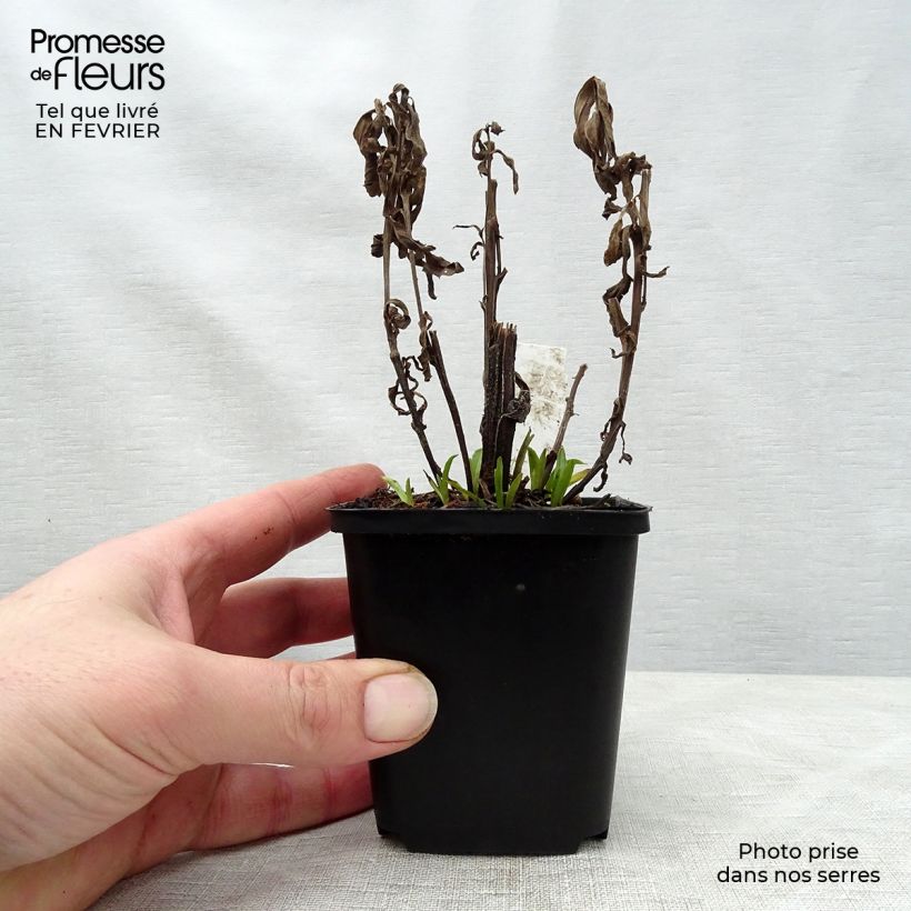 Exemplar von Sonnenbraut Siesta - Helenium automnale Kleine Töpfe von 8/9 cm wie im Winter geliefert