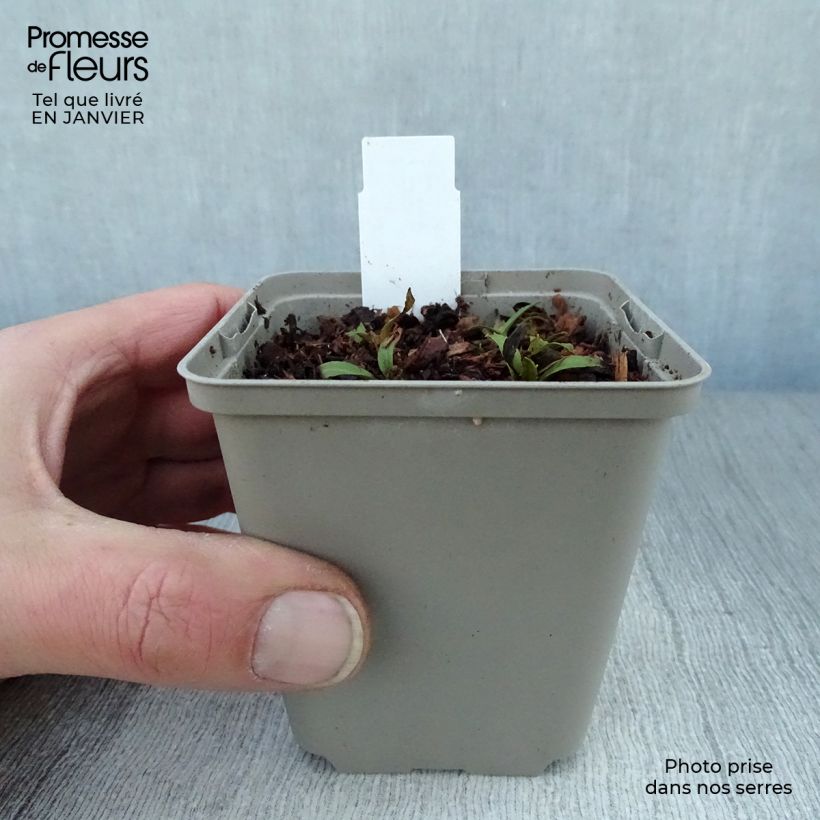 Exemplar von Sonnenbraut Tie Dye - Helenium Kleine Töpfe von 8/9 cm wie im Winter geliefert