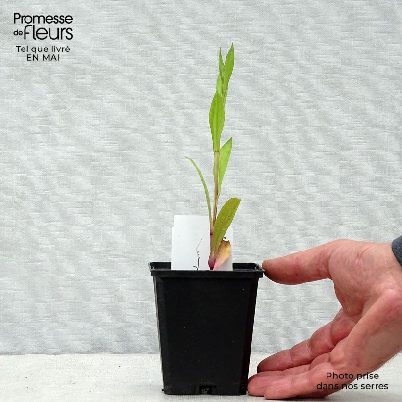 Exemplar von Sonnenbraut Tijuana Brass - Helenium Kleine Töpfe von 8/9 cm wie im Frühjahr geliefert