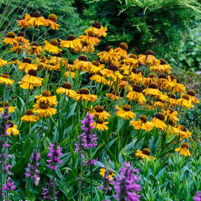 Sonnenbraut Windley - Helenium (Hafen)