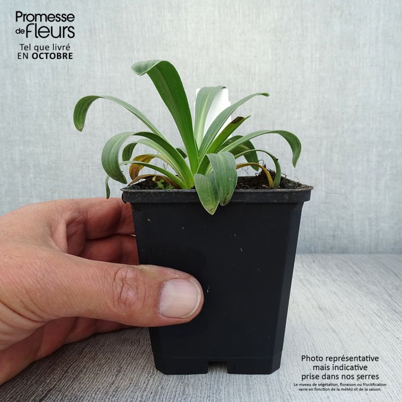 Exemplar von Hélénium hoopesii - Hoppes Sonnenbraut Kleine Töpfe von 8/9 cm wie im Herbst geliefert