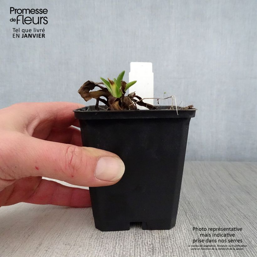 Exemplar von Hélénium hoopesii - Hoppes Sonnenbraut Kleine Töpfe von 8/9 cm wie im Winter geliefert