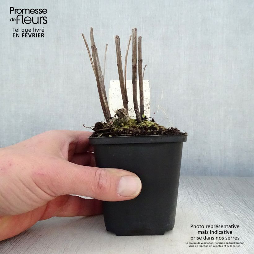 Exemplar von Sonnenbraut Moerheim Beauty - Helenium Kleine Töpfe von 8/9 cm wie im Winter geliefert