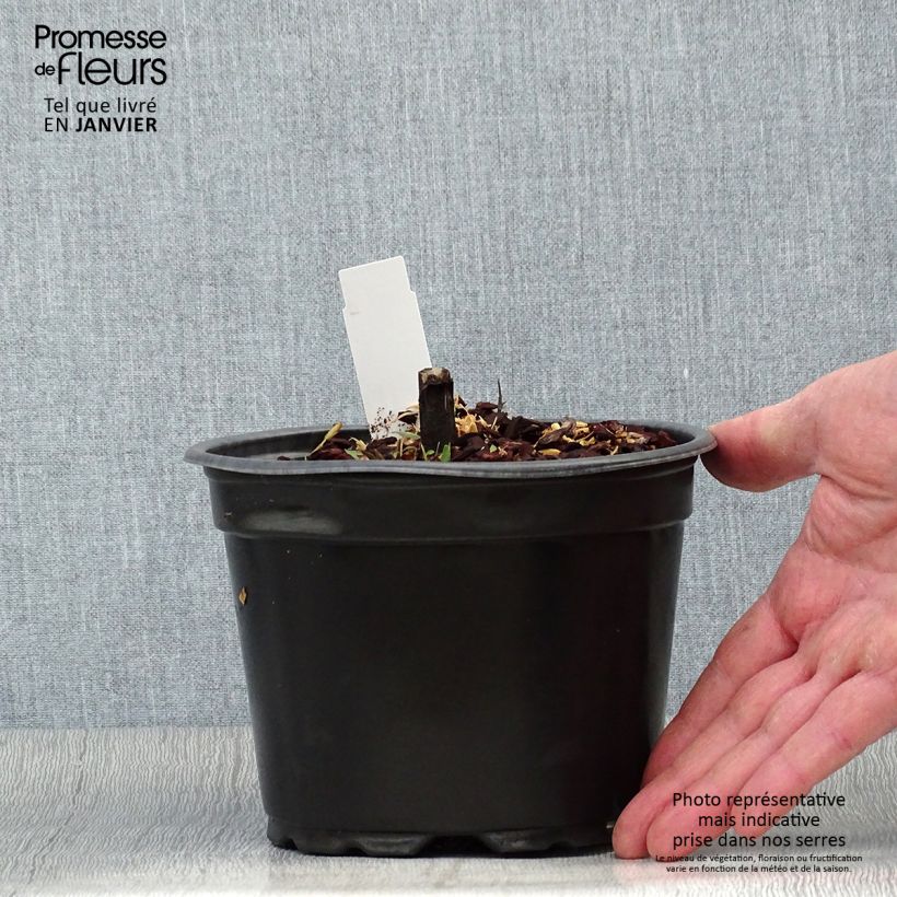 Exemplar von Sonnenbraut Moerheim Beauty - Helenium Topf mit 2L/3L wie im Winter geliefert