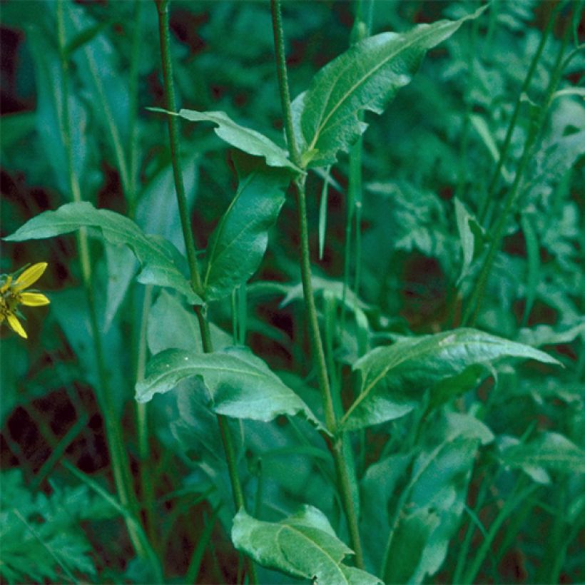 Helianthella quinquernervis - Fünfnervige Zwergsonnenblume (Laub)