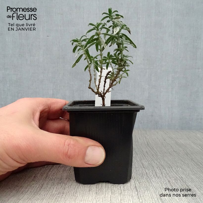 Exemplar von Sonnenröschen Raspberry Ripple - Helianthemum Kleine Töpfe von 8/9 cm wie im Winter geliefert