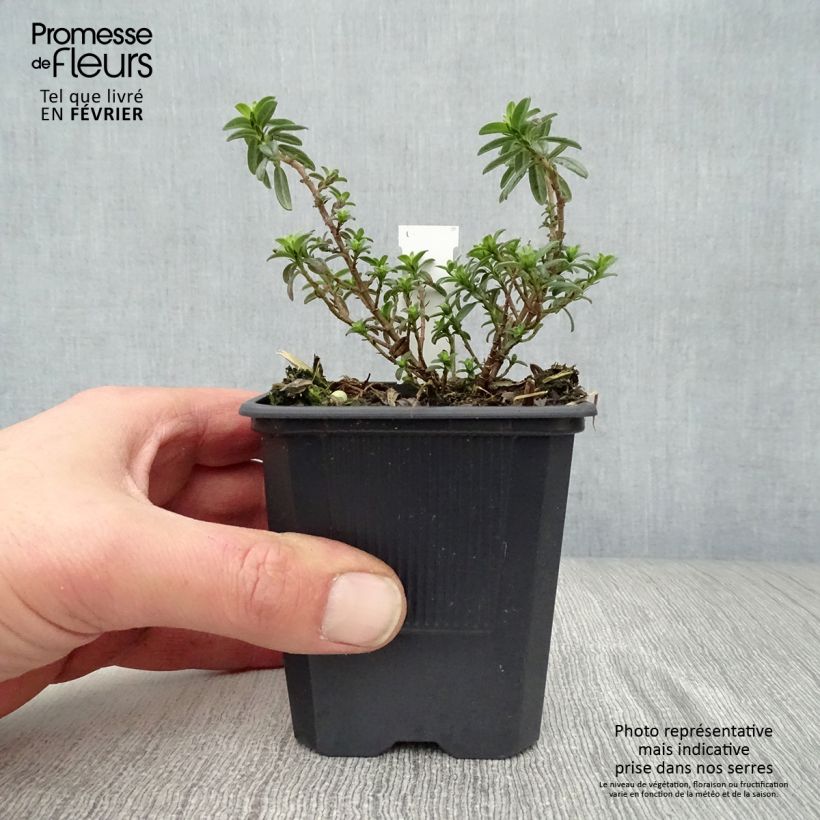 Exemplar von Sonnenröschen Ben Fhada - Helianthemum Kleine Töpfe von 7/8 cm wie im Winter geliefert