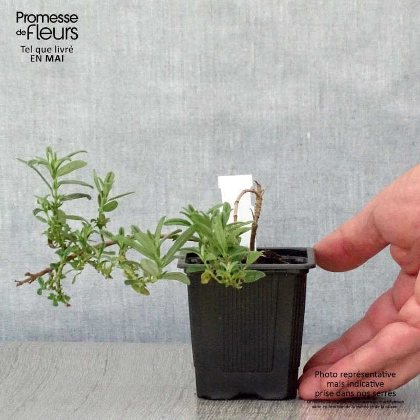 Exemplar von Sonnenröschen Ben Fhada - Helianthemum Kleine Töpfe von 7/8 cm wie im Frühjahr geliefert