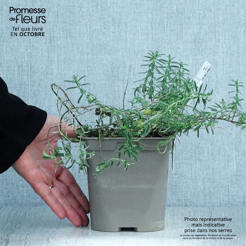 Exemplar von Sonnenröschen Ben Fhada - Helianthemum Topf mit 2L/3L wie im Herbst geliefert