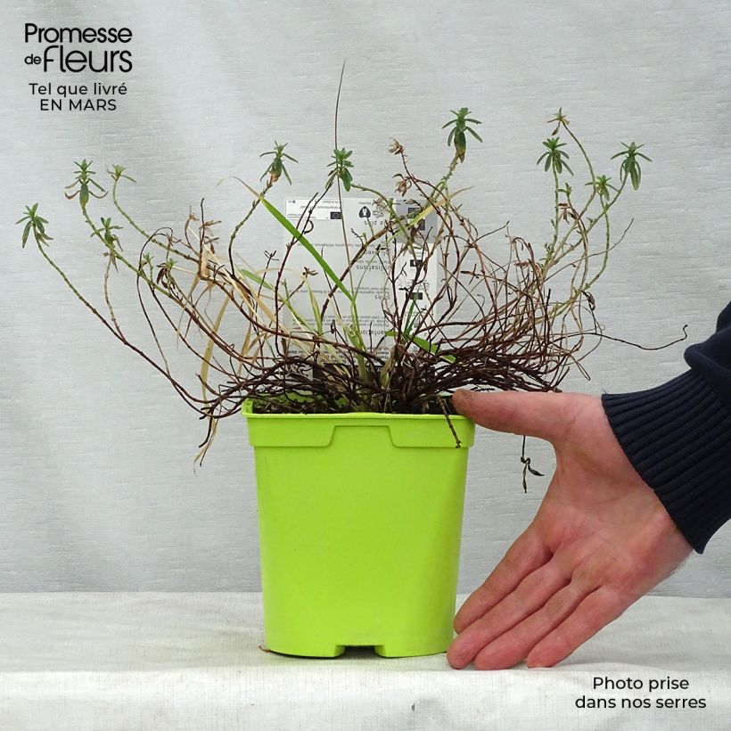 Exemplar von Sonnenröschen Ben Fhada - Helianthemum Topf mit 2L/3L wie im Frühjahr geliefert