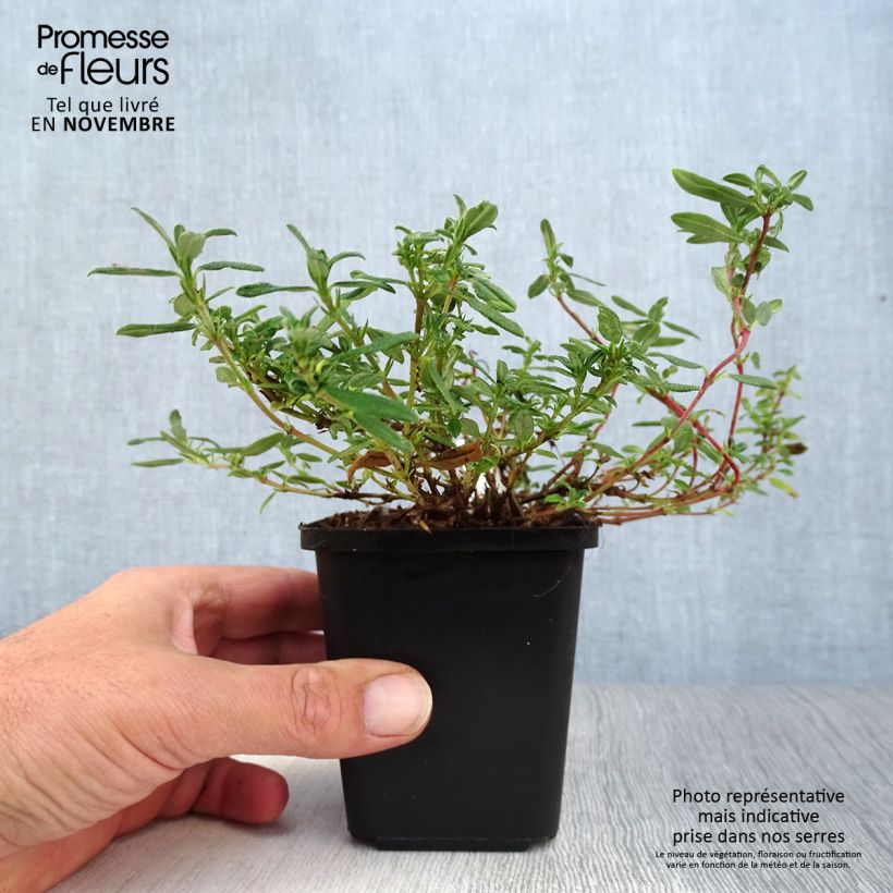Exemplar von Sonnenröschen Ben Hope - Helianthemum Kleine Töpfe von 8/9 cm wie im Herbst geliefert