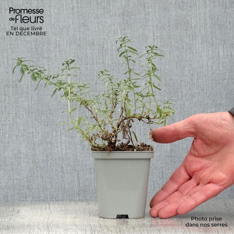 Exemplar von Sonnenröschen Ben Hope - Helianthemum Kleine Töpfe von 8/9 cm wie im Winter geliefert