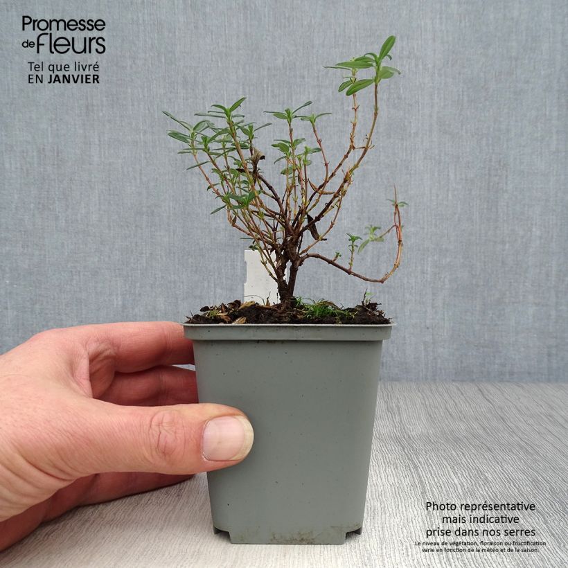 Exemplar von Sonnenröschen Cerise Queen - Helianthemum Kleine Töpfe von 8/9 cm wie im Winter geliefert