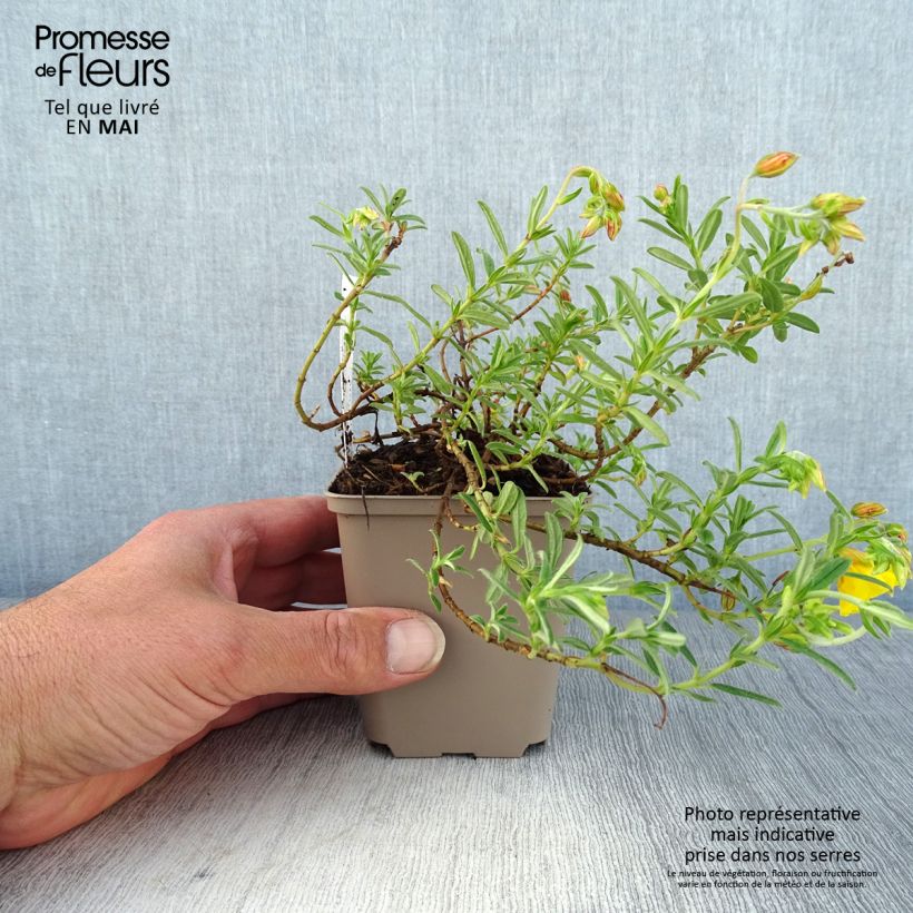 Exemplar von Sonnenröschen Golden Queen - Helianthemum Kleine Töpfe von 8/9 cm wie im Frühjahr geliefert