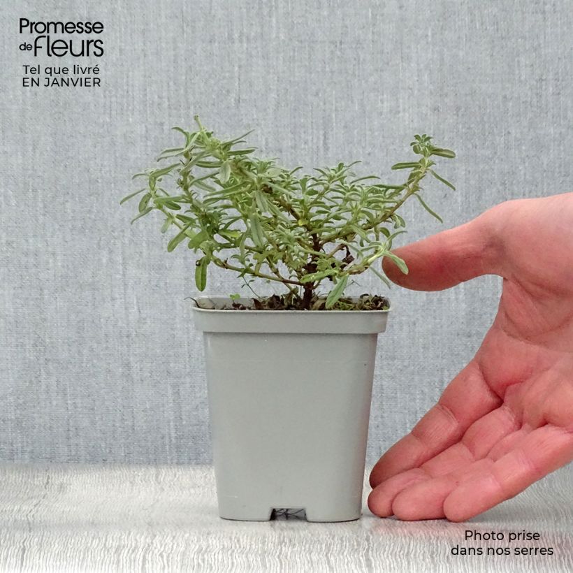 Exemplar von Sonnenröschen Hartswood Ruby - Helianthemum Kleine Töpfe von 7/8 cm wie im Winter geliefert