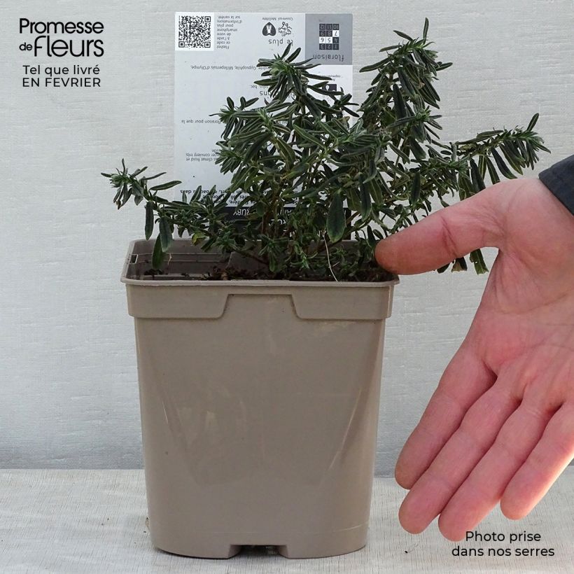 Exemplar von Sonnenröschen Hartswood Ruby - Helianthemum Topf mit 2L/3L wie im Winter geliefert