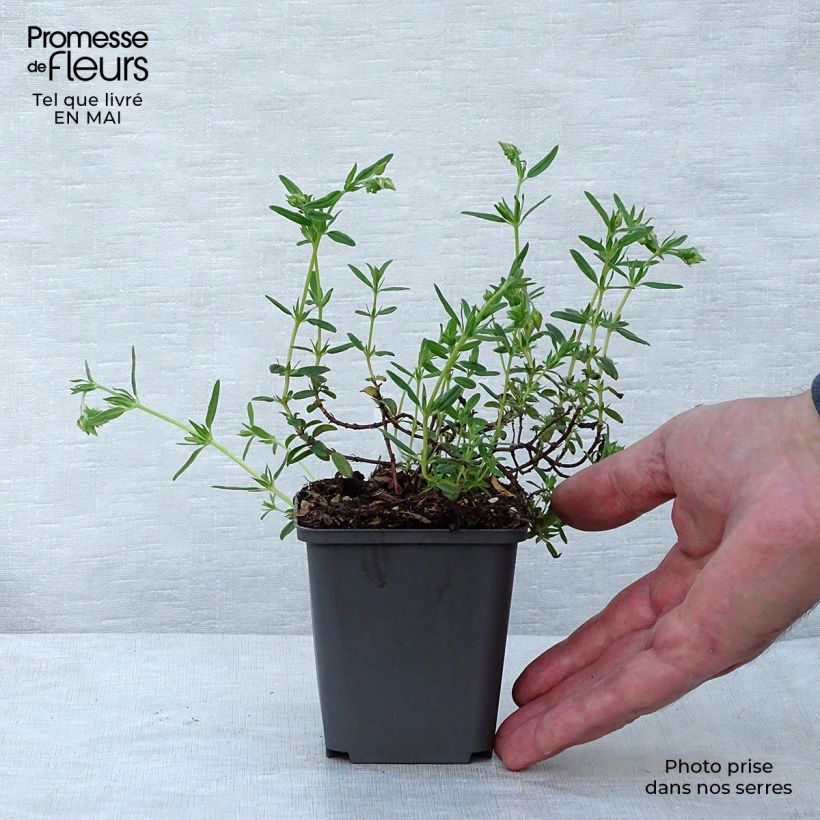 Exemplar von Sonnenröschen Lawrenson's Pink - Helianthemum Kleine Töpfe von 8/9 cm wie im Frühjahr geliefert