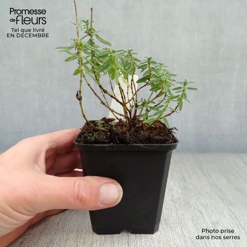 Exemplar von Sonnenröschen Lawrenson's Pink - Helianthemum Kleine Töpfe von 8/9 cm wie im Winter geliefert