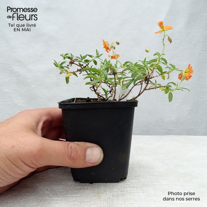 Exemplar von Sonnenröschen Orange Double - Helianthemum Kleine Töpfe von 8/9 cm wie im Frühjahr geliefert