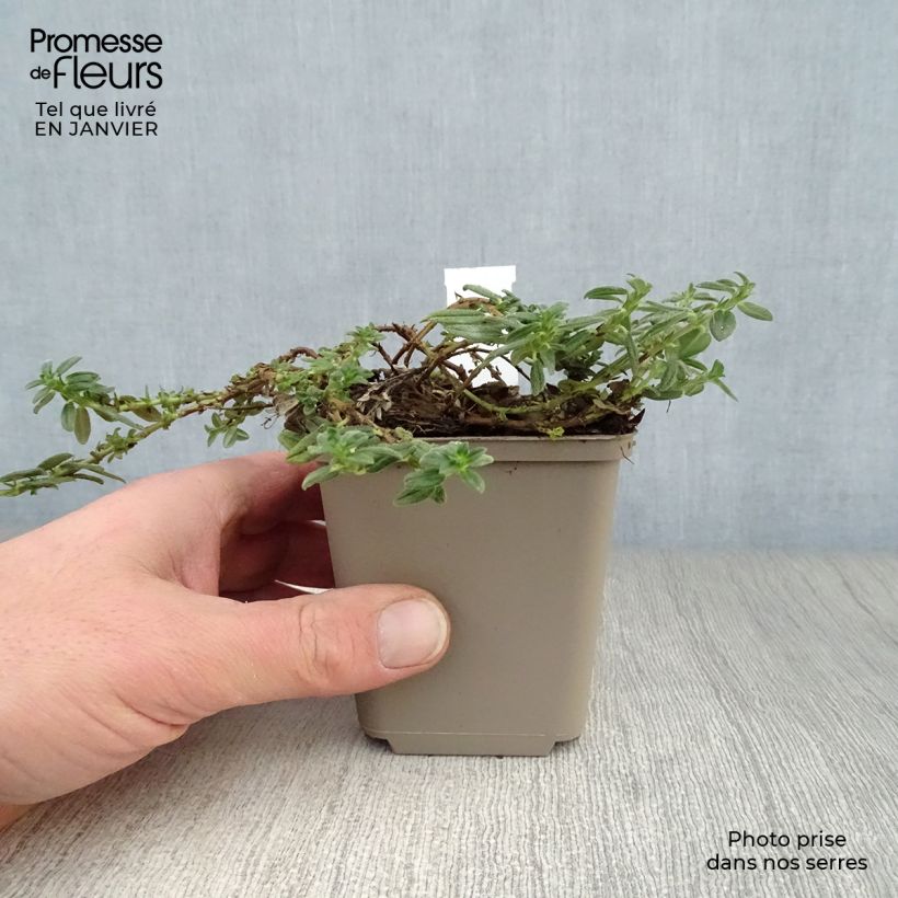 Exemplar von Sonnenröschen Orange Double - Helianthemum Kleine Töpfe von 8/9 cm wie im Winter geliefert