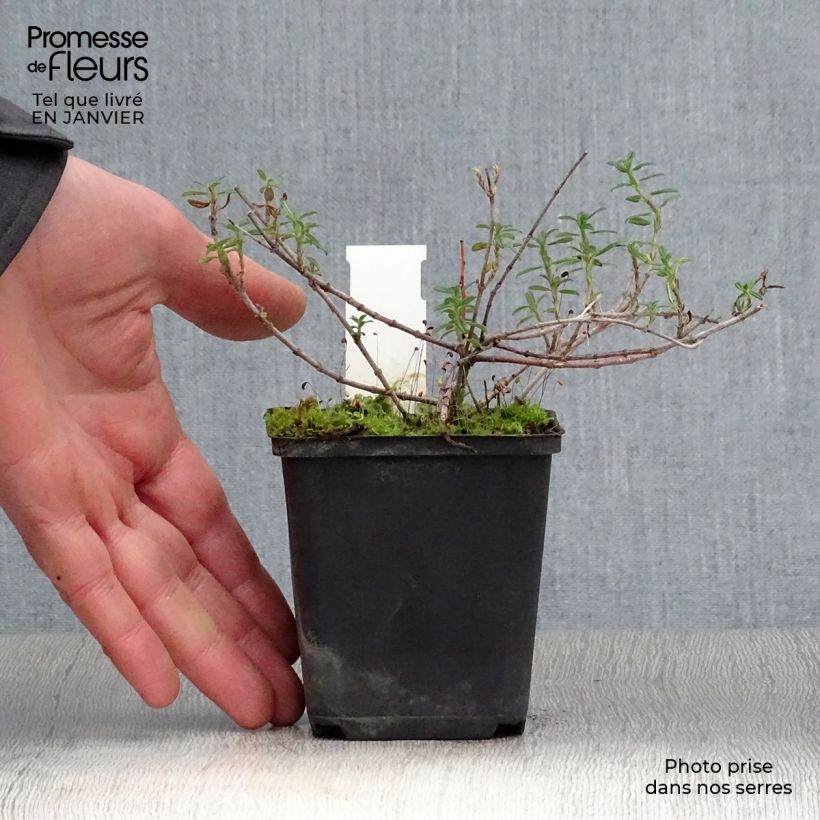 Exemplar von Sonnenröschen Sulphureum Plenum - Helianthemum Kleine Töpfe von 8/9 cm wie im Winter geliefert