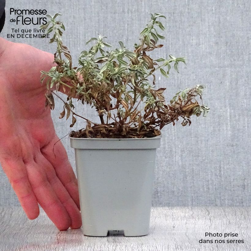 Exemplar von Sonnenröschen The Bride - Helianthemum Kleine Töpfe von 8/9 cm wie im Winter geliefert