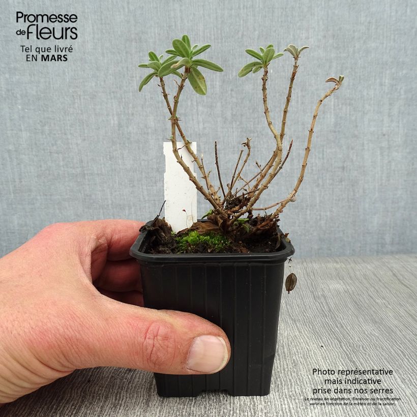 Exemplar von Sonnenröschen Tomato Red - Helianthemum Kleine Töpfe von 8/9 cm wie im Winter geliefert