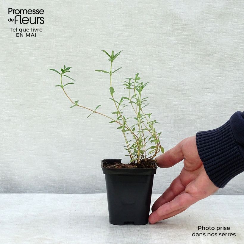 Exemplar von Sonnenröschen Sulphureum Plenum - Helianthemum Kleine Töpfe von 8/9 cm wie im Frühjahr geliefert