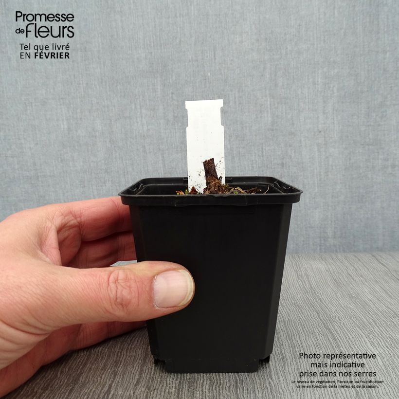 Exemplar von Helianthus atrorubens Monarch - Stauden-Sonnenblume Kleine Töpfe von 8/9 cm wie im Winter geliefert