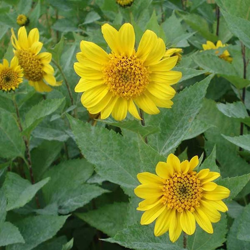 Helianthus decapetalus Capenoch Star - Zehnstrahlige Sonnenblume (Blüte)