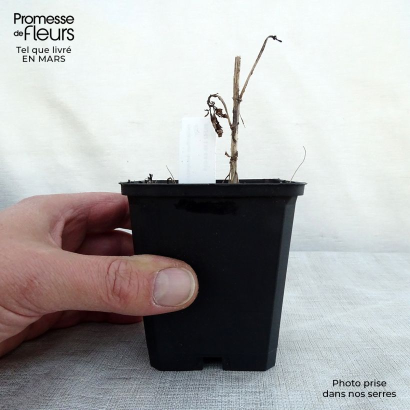 Exemplar von Helianthus decapetalus Soleil d'Or - Zehnstrahlige Sonnenblume Kleine Töpfe von 8/9 cm wie im Frühjahr geliefert