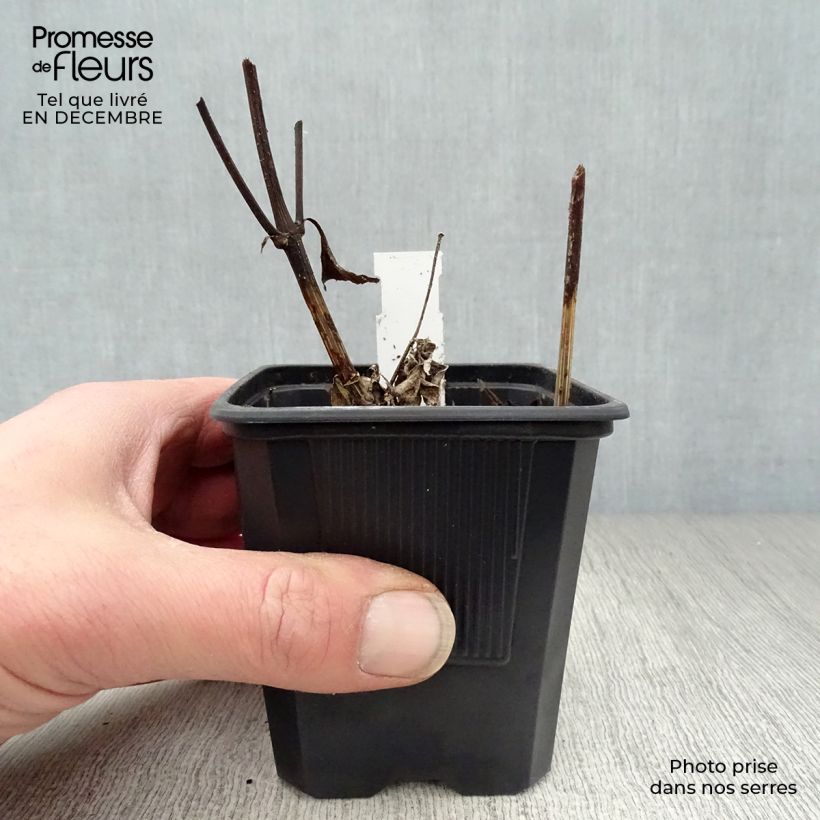 Exemplar von Helianthus Lemon Queen - Kleinköpfige Sonnenblume Kleine Töpfe von 8/9 cm wie im Winter geliefert